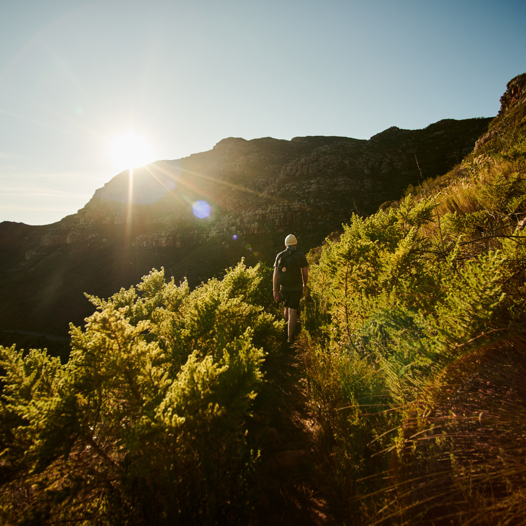 The Brazenly Unique Vegetation of the Western Cape: Its Impact on our Weather Systems and Animal Life